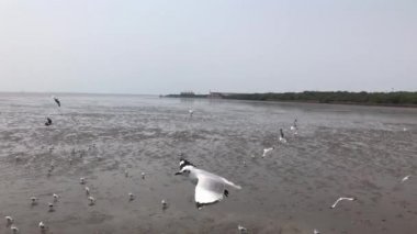 Deniz yiyecek için alçalırken bir grup martı sahil boyunca ileri geri uçtu..