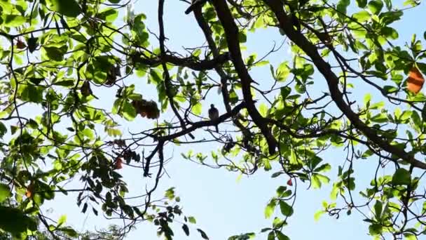 One Dove Perched Large Tree Clear Day — Stock Video