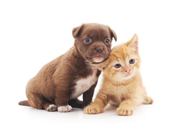 Cachorro y gatito . — Foto de Stock