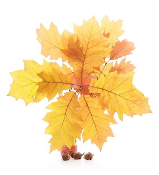 Makk és őszi levelek. — Stock Fotó