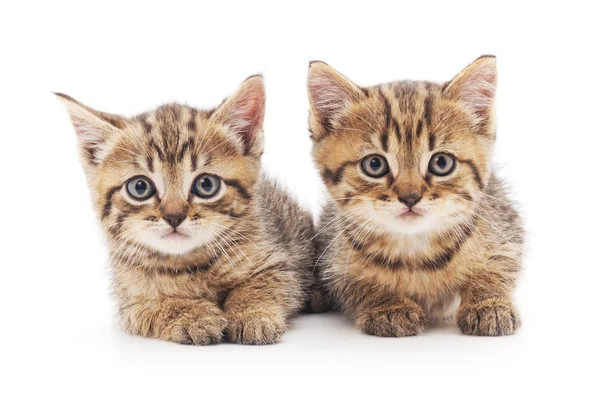 Two kittens isolated. Stock Picture