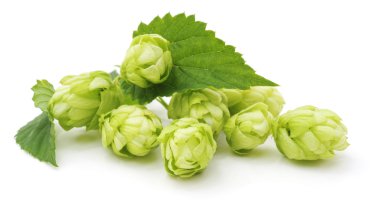 Yeşil hop izole.