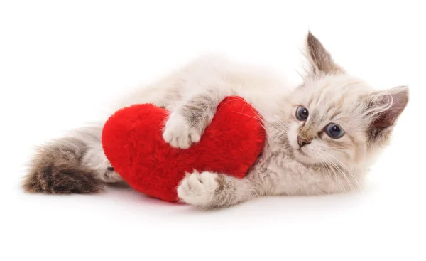 Chat blanc et coeur rouge . — Photo