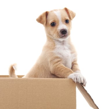 Bir kutu içinde kahverengi köpek yavrusu.