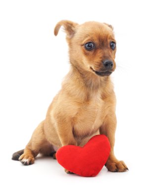 kalp ile köpek.