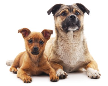 İki köpek izole.
