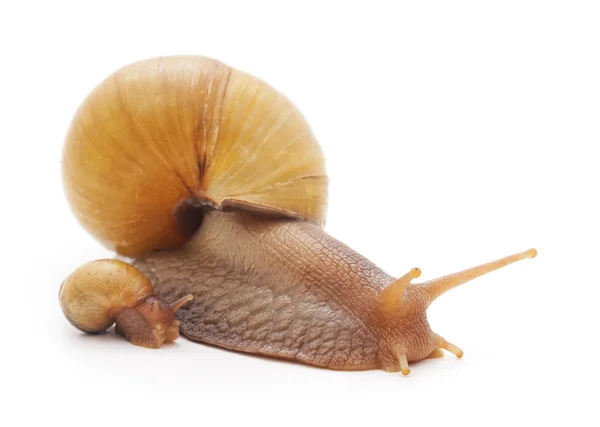 Familie van slakken. — Stockfoto