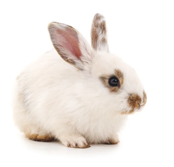 White rabbit isolated. — Stock Photo, Image