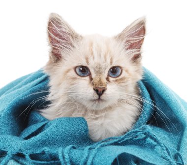 Eşarp mavi de kedi.