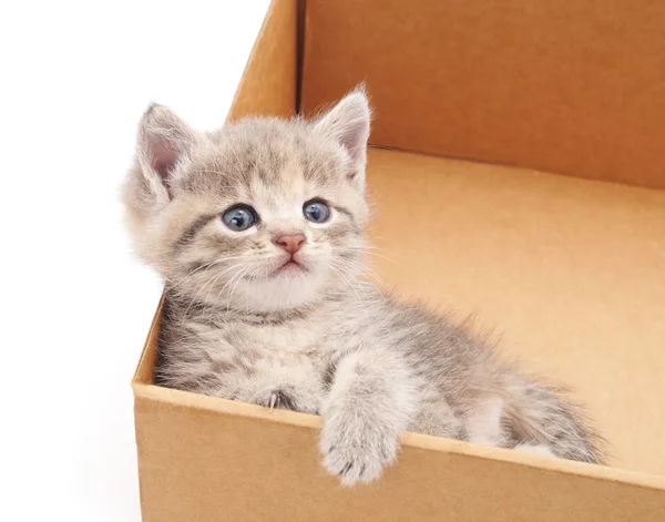 kedi için bir kutu içinde.