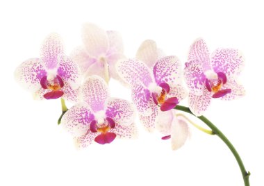 orkide çiçekleri izole.