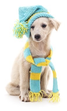 Köpek bir kap ve eşarp.