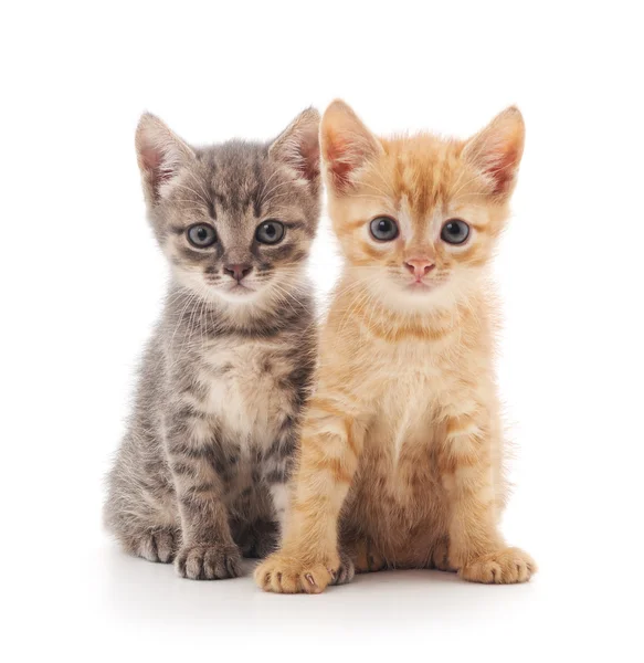 Dos gatitos aislados . — Foto de Stock