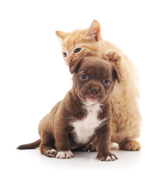 강아지와 새끼 고양이. — 스톡 사진