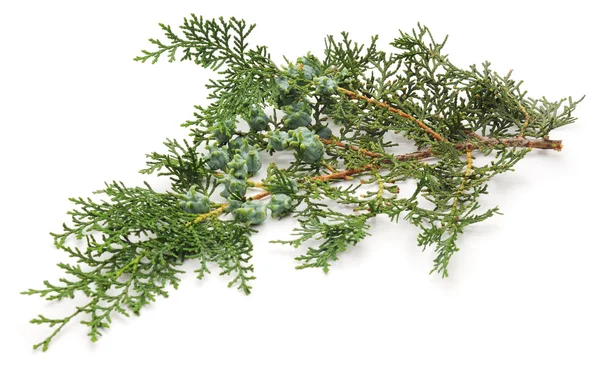 Arborvitae tak geïsoleerd. — Stockfoto