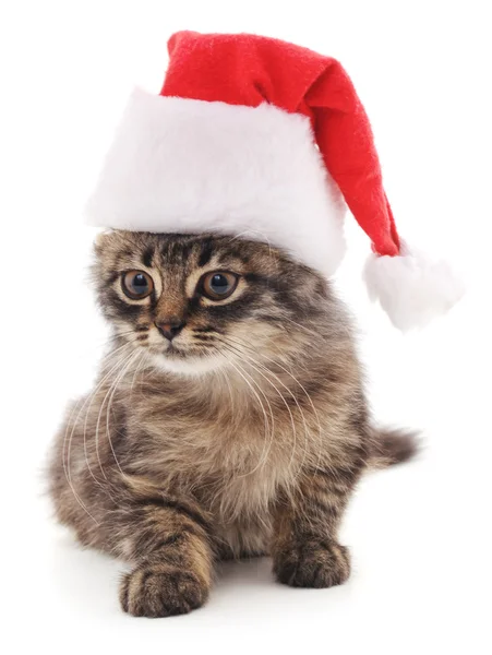 Gatinho de chapéu de Natal. — Fotografia de Stock