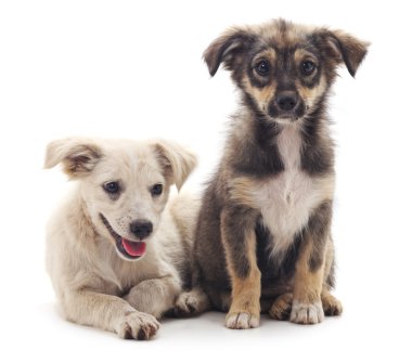 dos cachorros de chihuahua aislado.