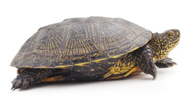 Büyük kaplumbağa izole.