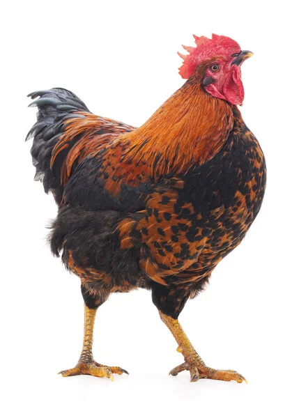 Red rooster isolated. — Stock Photo, Image