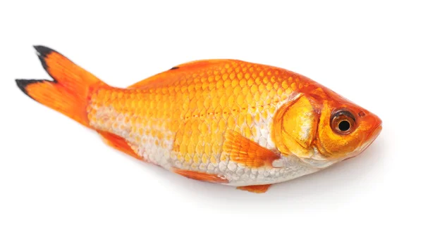 Malá zlatá rybka, samostatný. — Stock fotografie