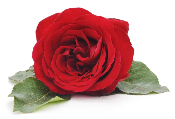 Červená růže izolovaná. — Stock fotografie
