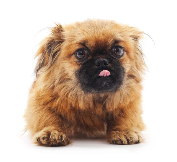 Perro con lengua . —  Fotos de Stock