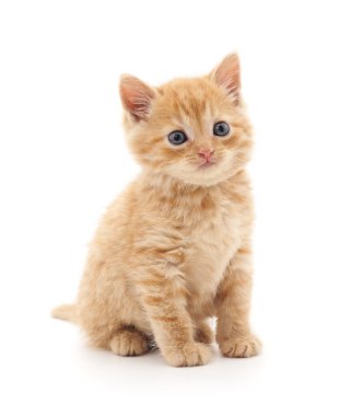 İzole kahverengi kiitten.