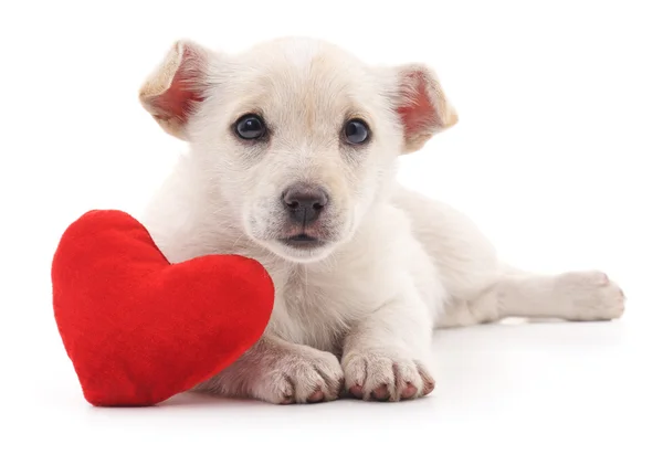 Chiot avec coeur . — Photo