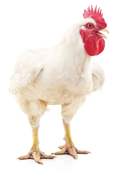 Gallo bianco isolato . — Foto Stock