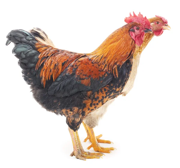 Hen and cock. — Stock Photo, Image