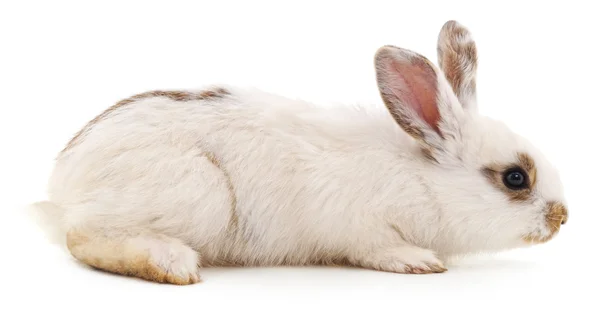 Белый кролик изолирован . — стоковое фото