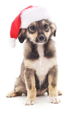 Noel şapkalı köpek..