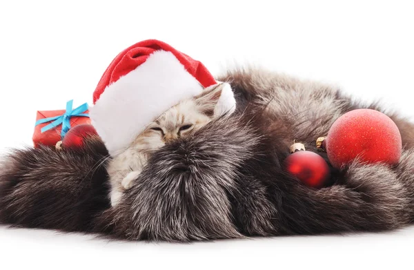 Gato en un sombrero de Navidad en un abrigo de piel . — Foto de Stock