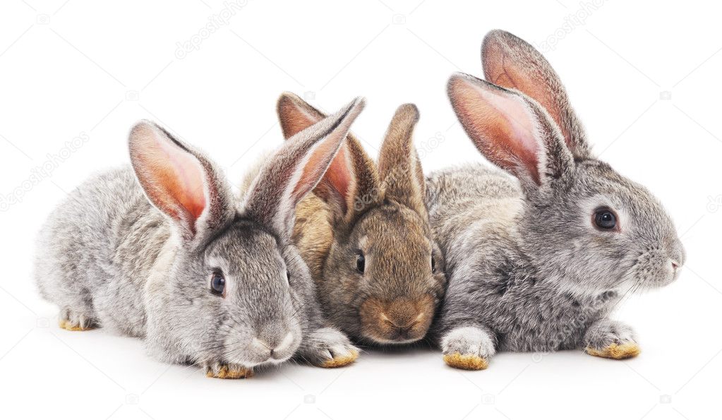Three rabbits isolated.