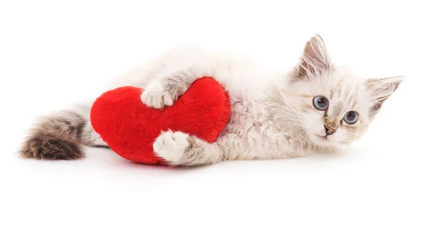 Chat blanc et coeur rouge . — Photo