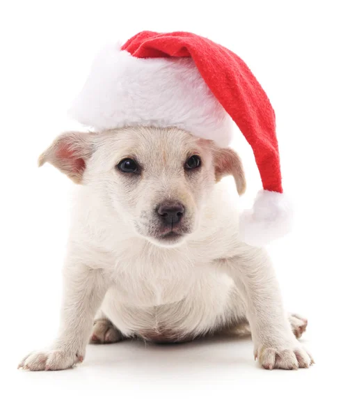 Собака в рождественской шляпе. — стоковое фото
