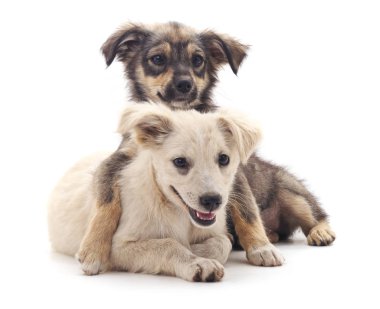 dos cachorros de chihuahua aislado.