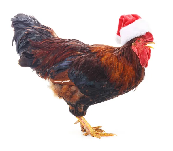 Coq rouge dans un chapeau de Noël . — Photo