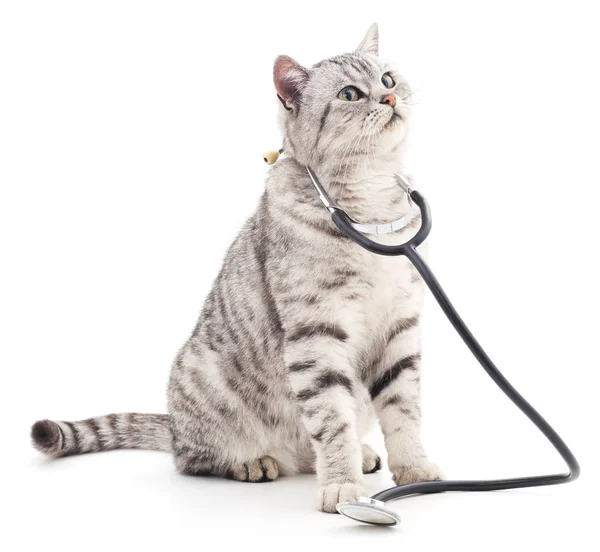 Cat with phonendoscope. — Stock Photo, Image