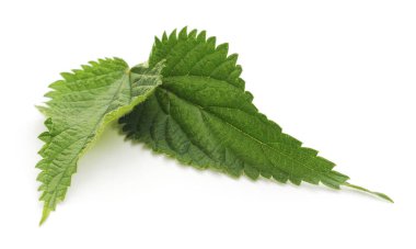 Isırgan izole bırakır.