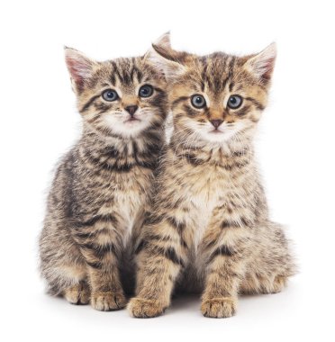 İzole iki yavru kedi.