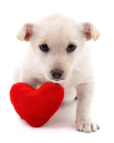 Puppy with heart. — Stock Photo, Image