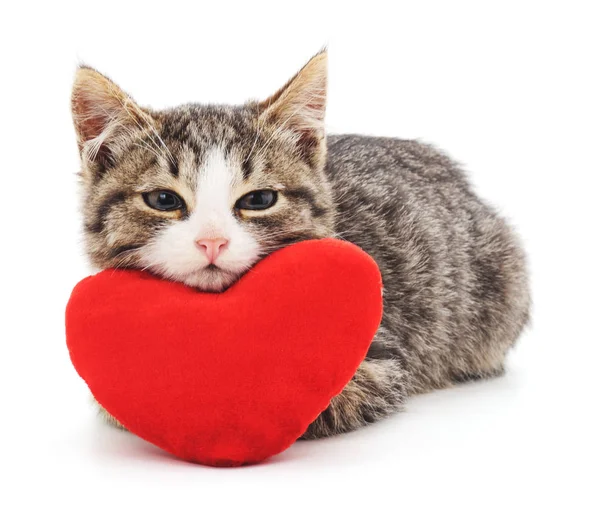 Szary kotek i czerwone serce. — Zdjęcie stockowe