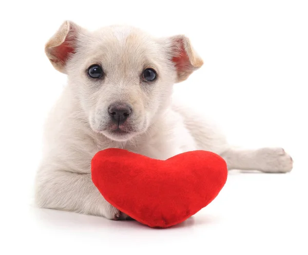 Kalp ile köpek yavrusu. — Stok fotoğraf