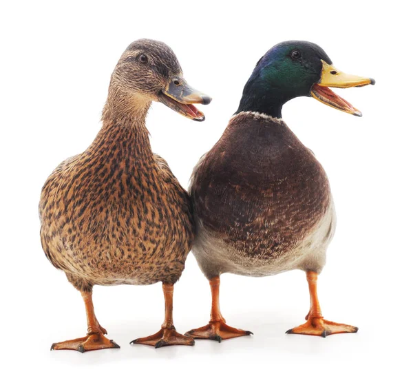 Wild ducks isolated. — Stock Photo, Image