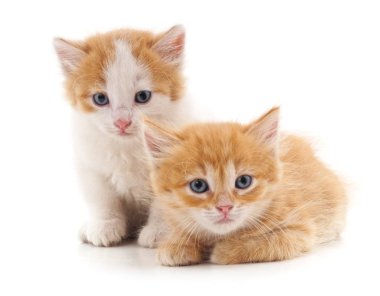 İki kırmızı kedi..