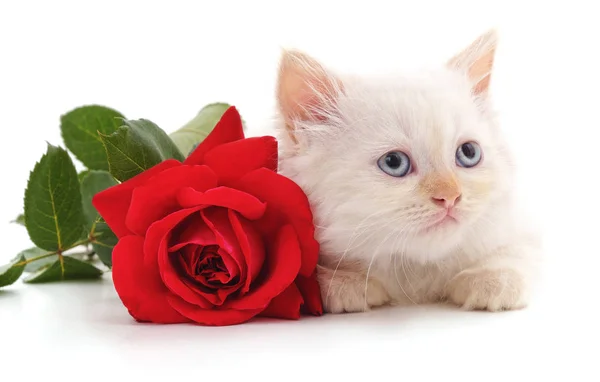 흰 고양이 로즈. — 스톡 사진