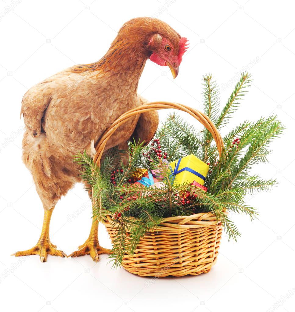 Chicken near the basket.