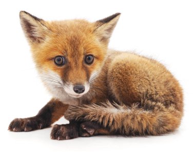 Küçük tilki izole.