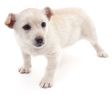 Beyaz köpek izole.